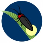 hotaru-1